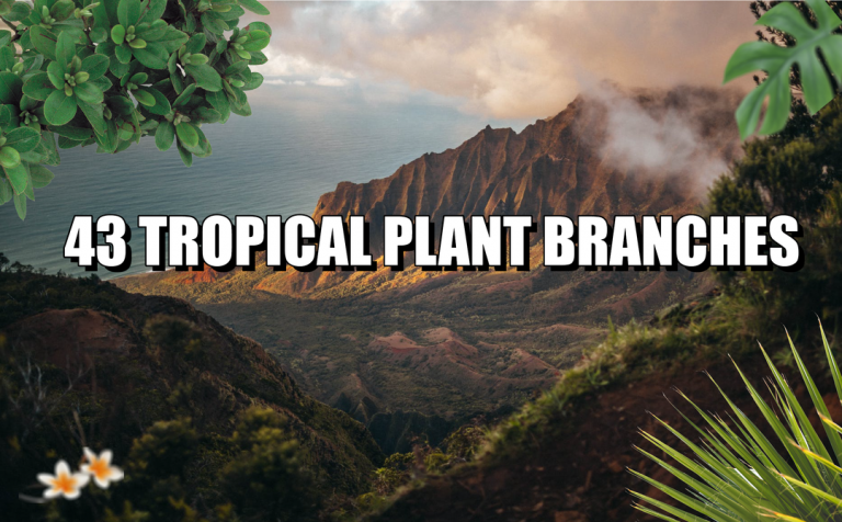 43 TROPICAL BRANCH ELEMENTS